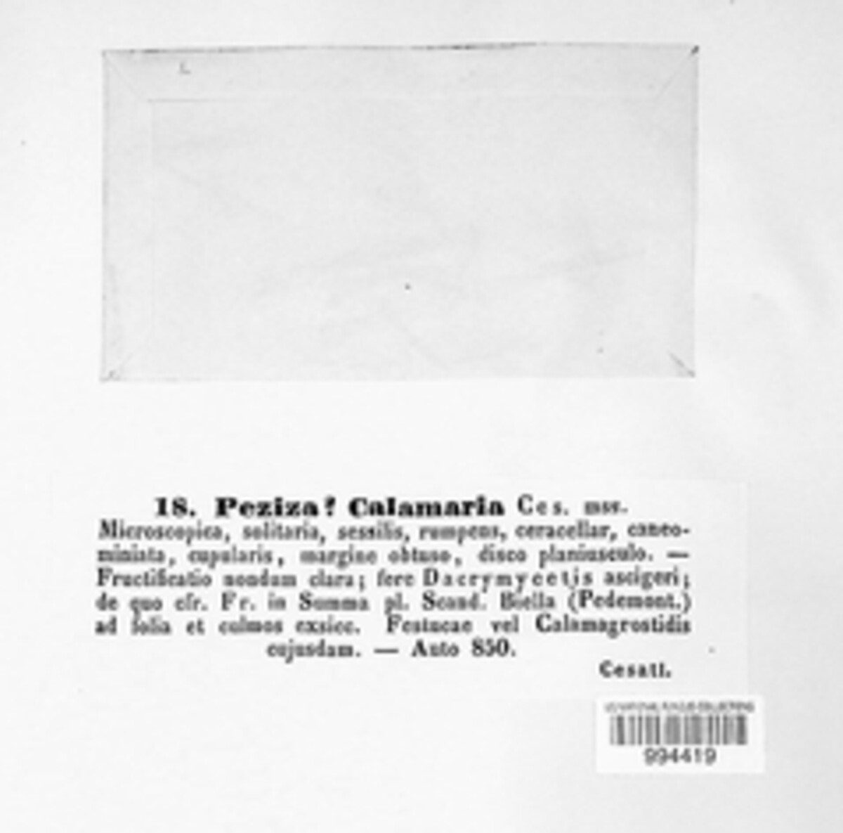 Peziza calamaria image